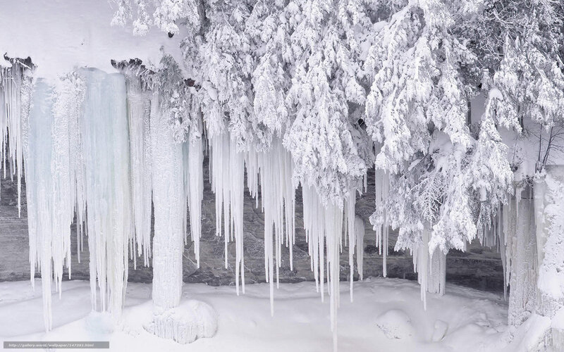 Icicles on Snow-covered Trees — White, Cold, Winter, Photograph