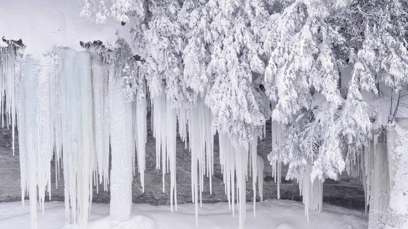 Icicles on Snow-covered Trees — White, Cold, Winter