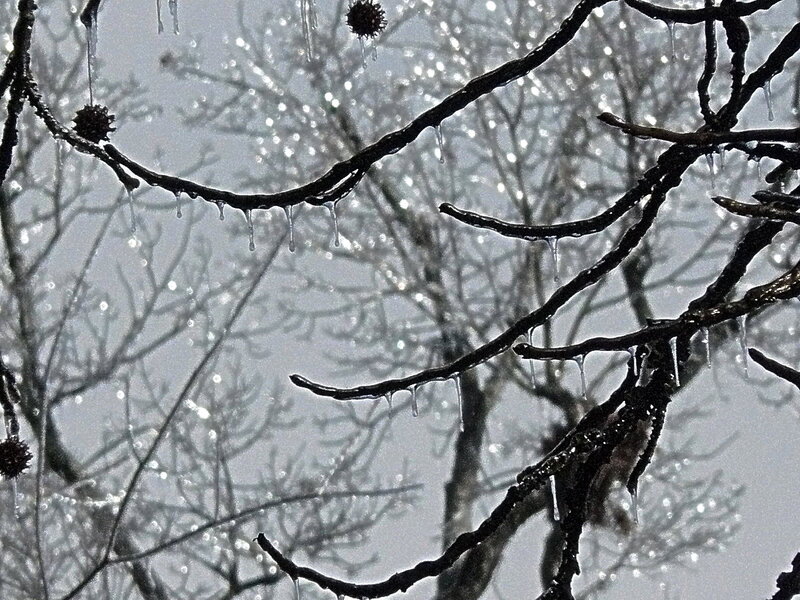 Icicles on Tree Branches — Black, Cold
