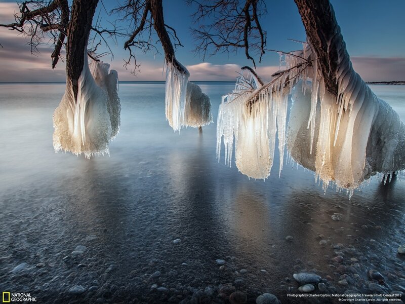 Icicles on Tree Branches — Blue, Serene
