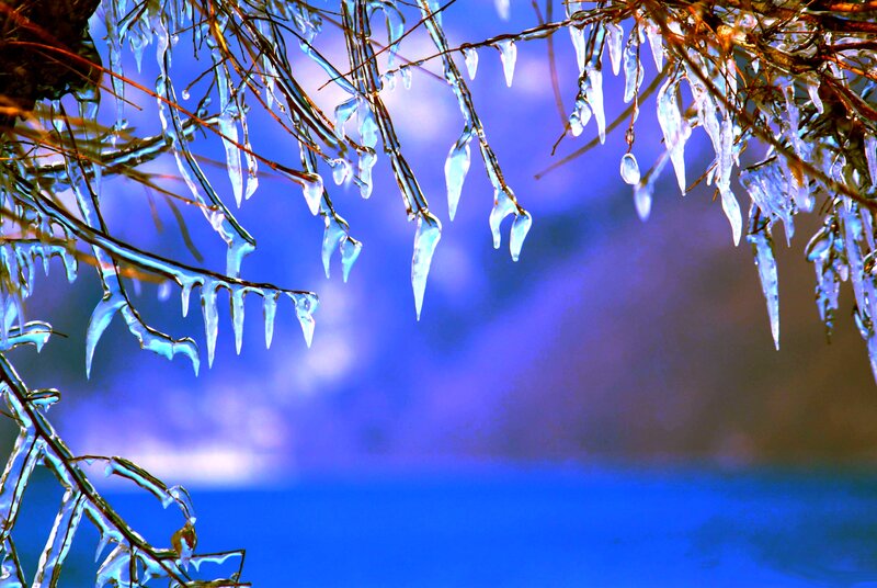Icicles on Tree Branches — Blue