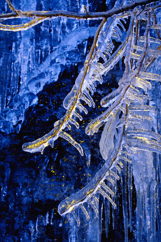 Icicles on tree branches