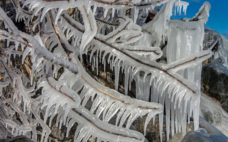 Icicles on Tree Branches — White, Cold