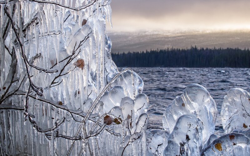 Icicles on Tree Branches — White, Cold, Winter