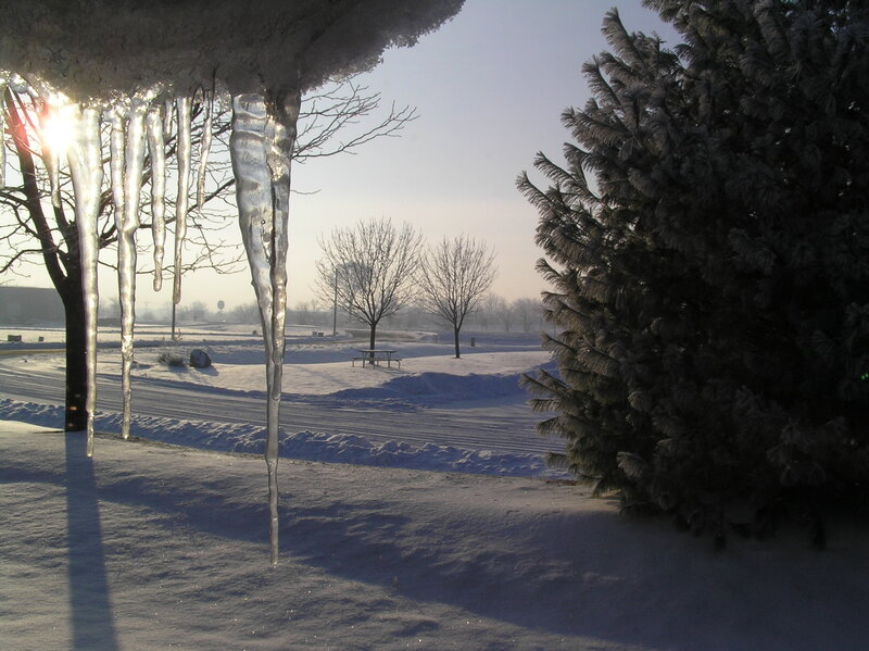 Icicles on Tree Branches — White