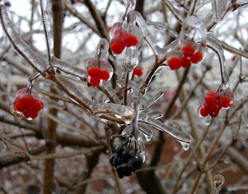 Icy berries on a winter branch