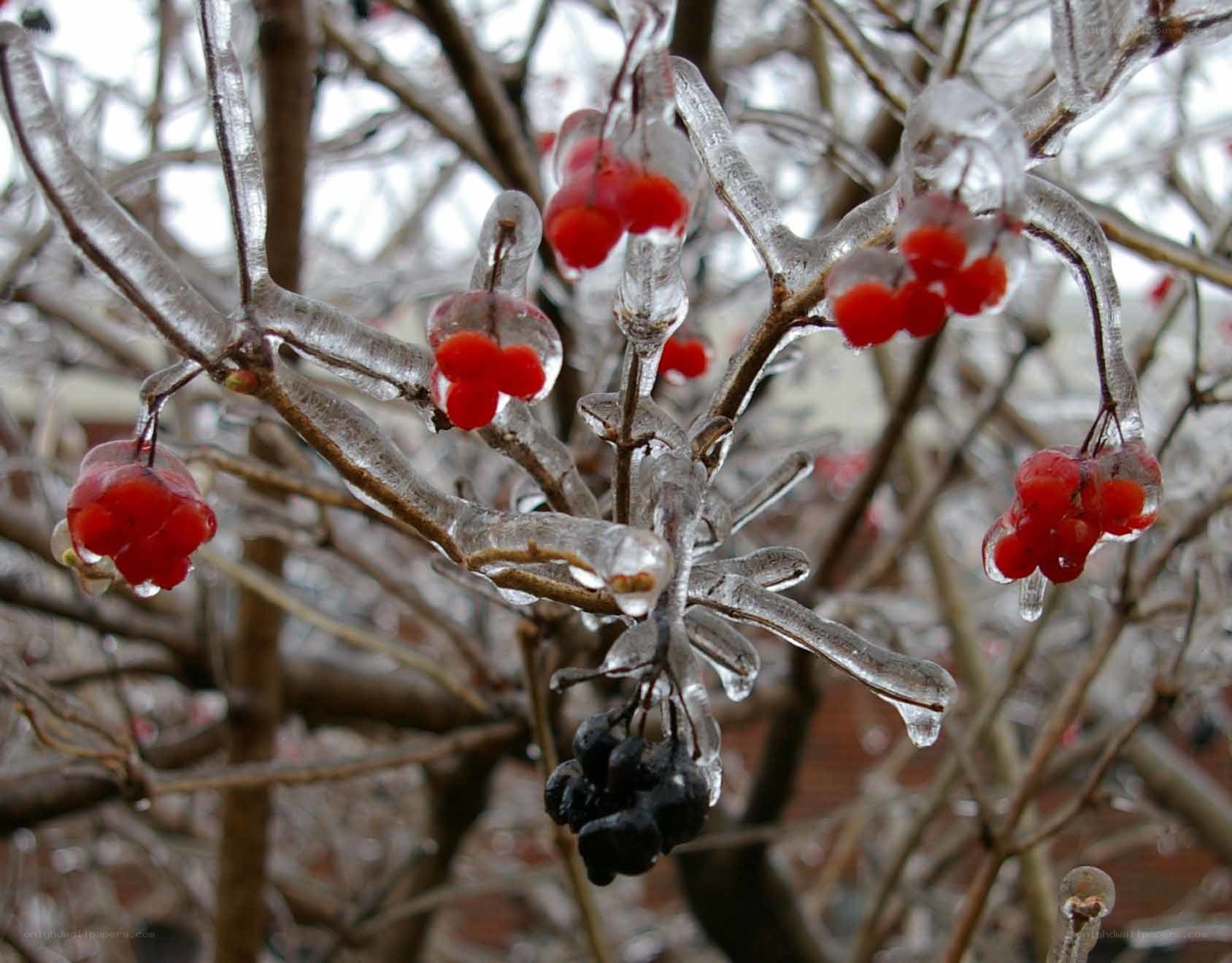 Icy berries on a winter branch
