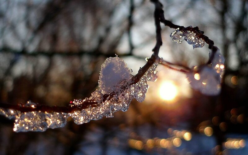 Icy branch in sunlight