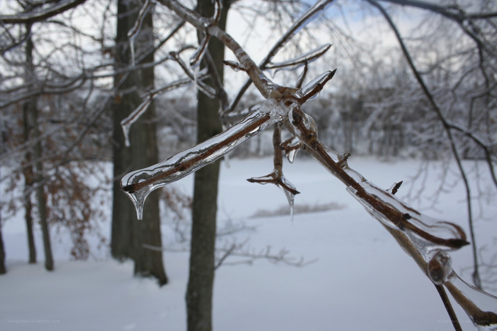 Icy branch in winter forest