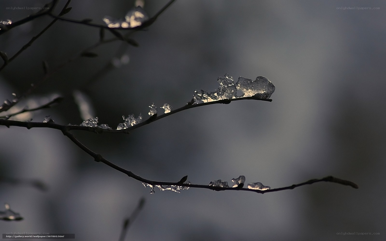 Icy branch in winter light