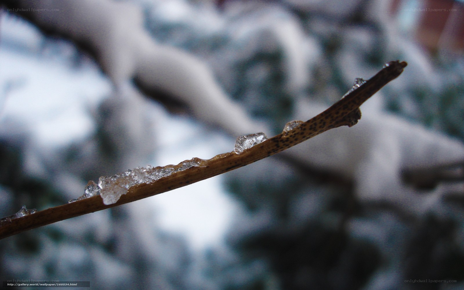 Icy branch in winter