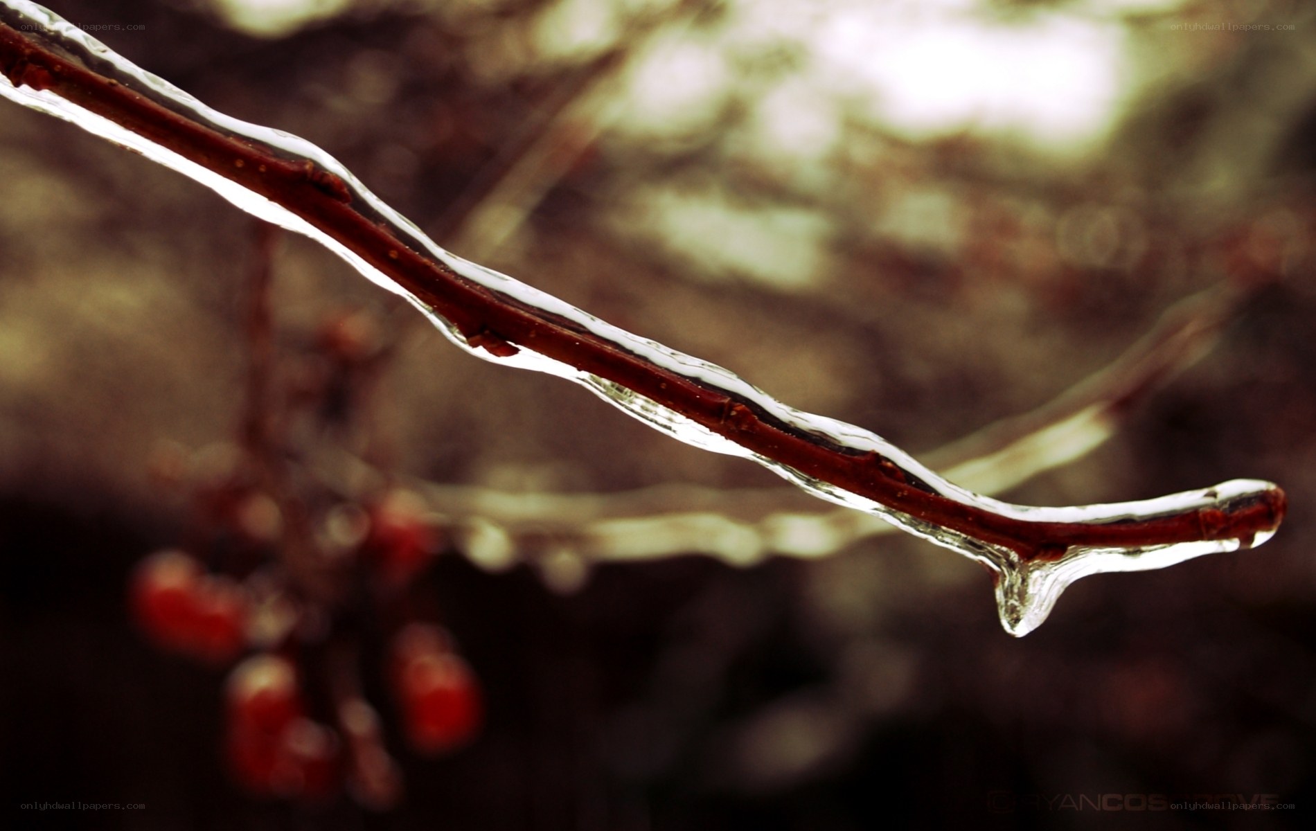 Icy branch with berries