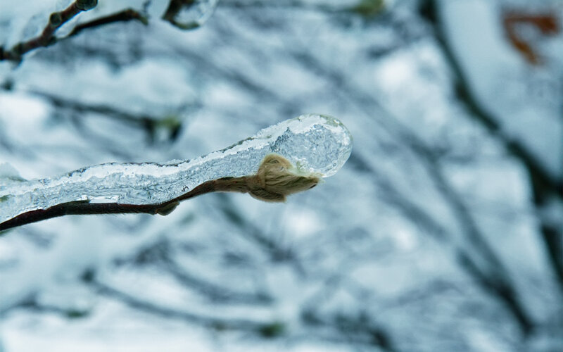 Icy branch with bud