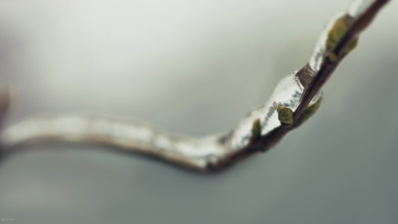 Icy branch with buds
