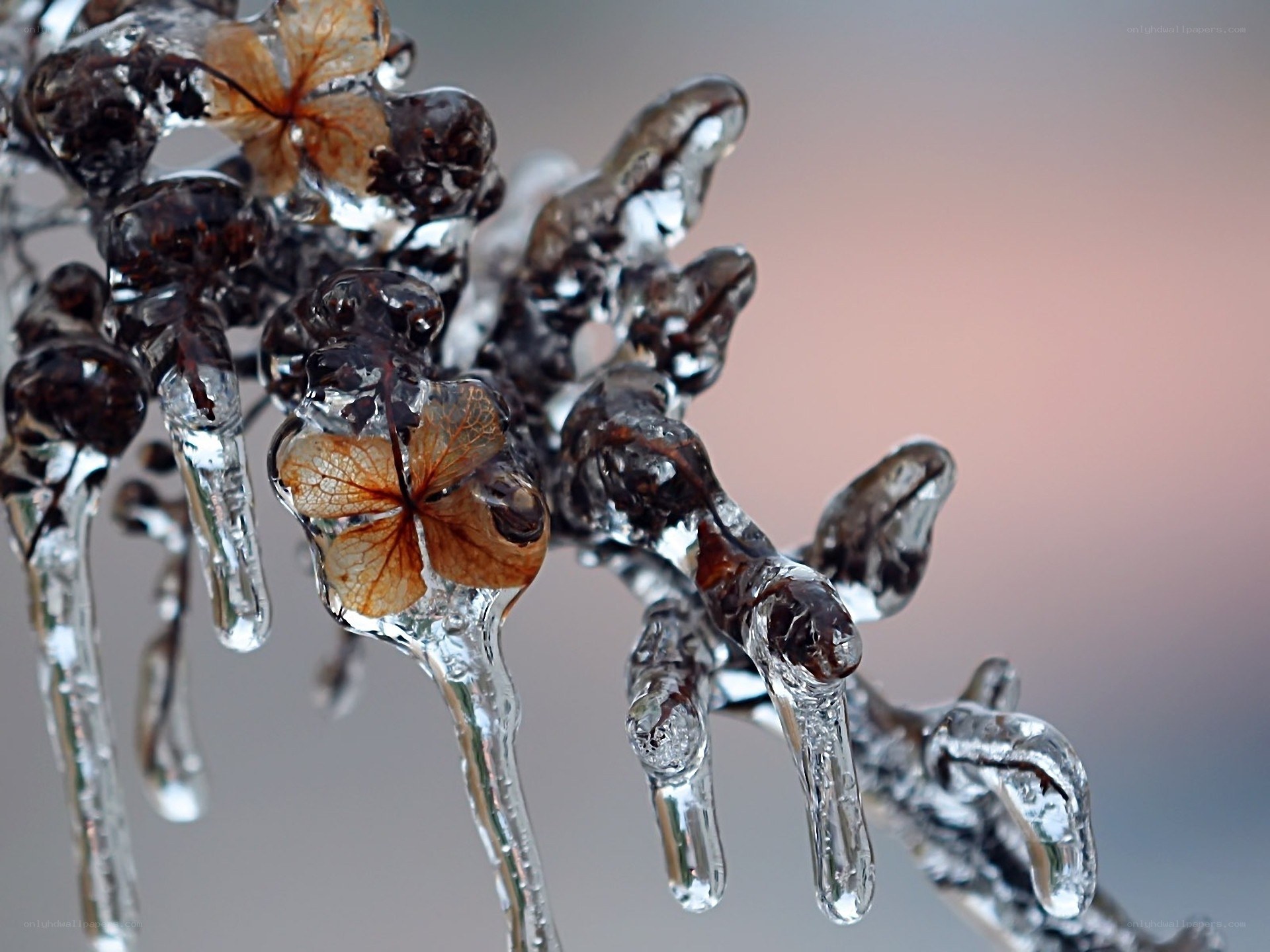 Icy branch with dried flower