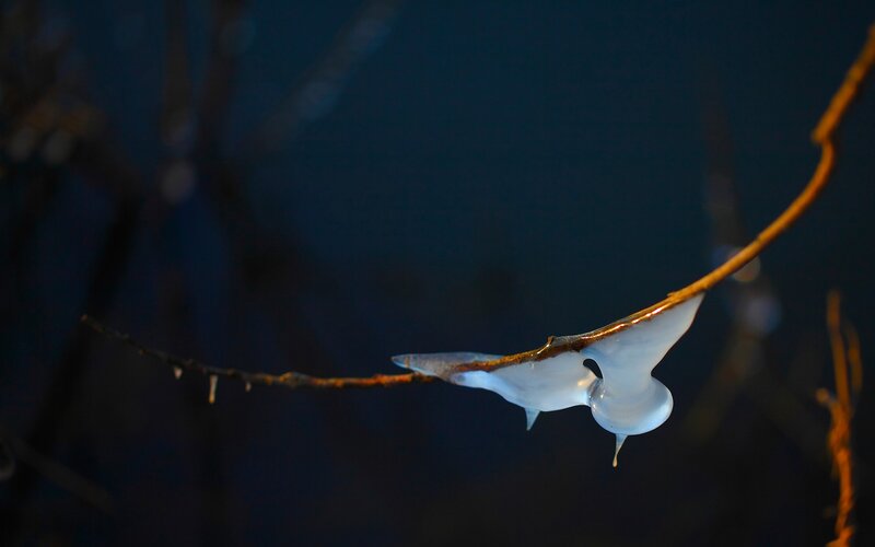 Icy branch with frozen droplet