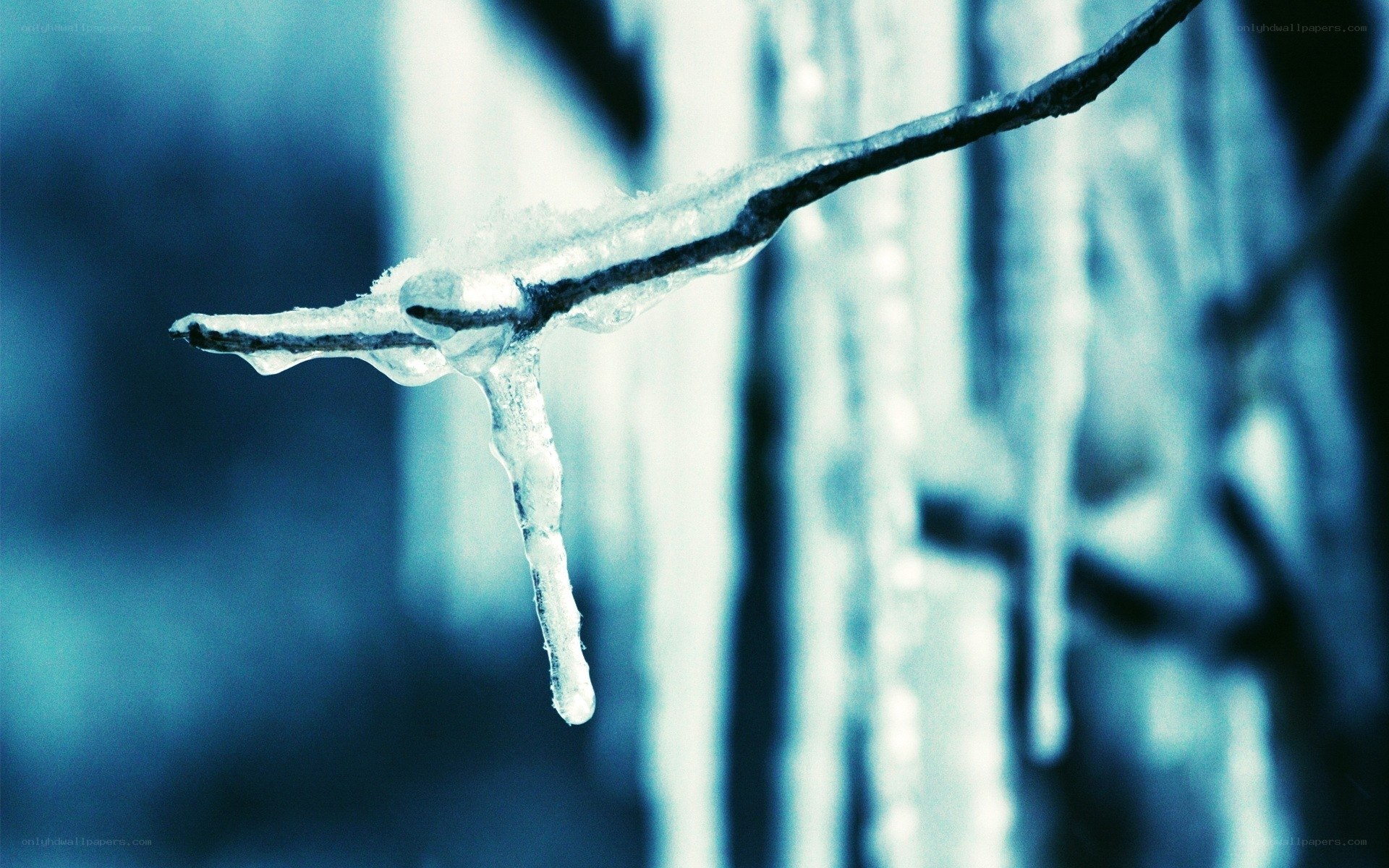 Icy branch with icicle