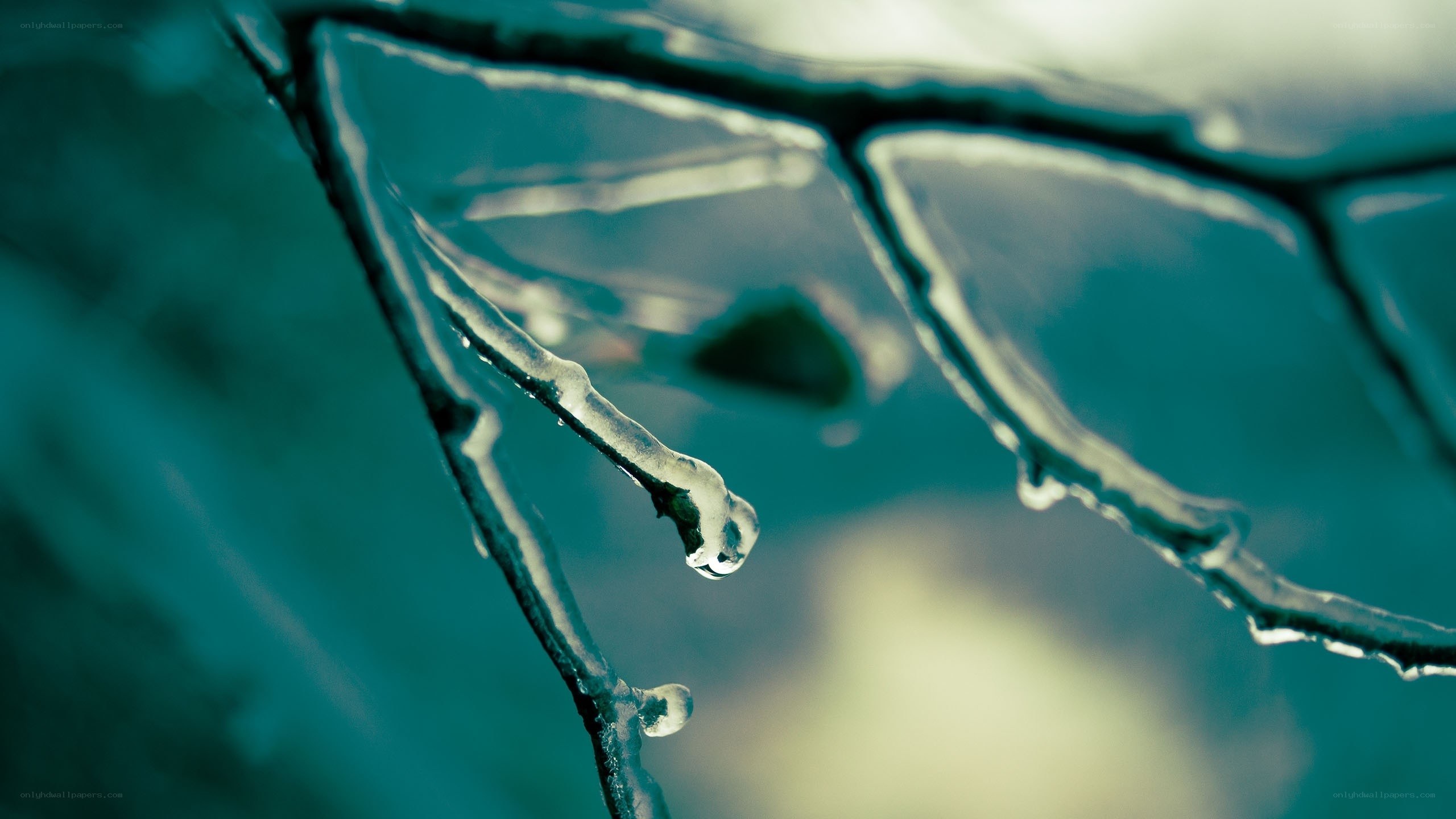 Icy branch with melting ice