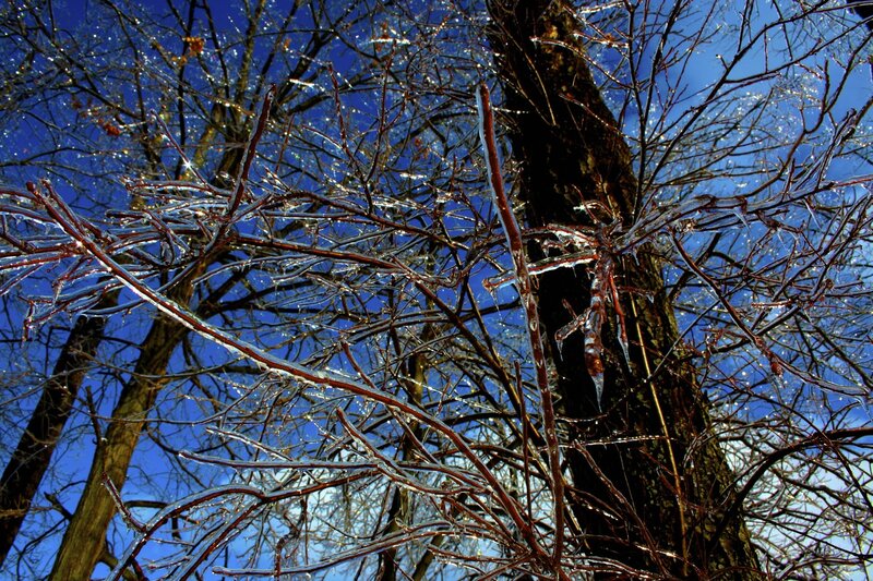 Icy branches against blue sky