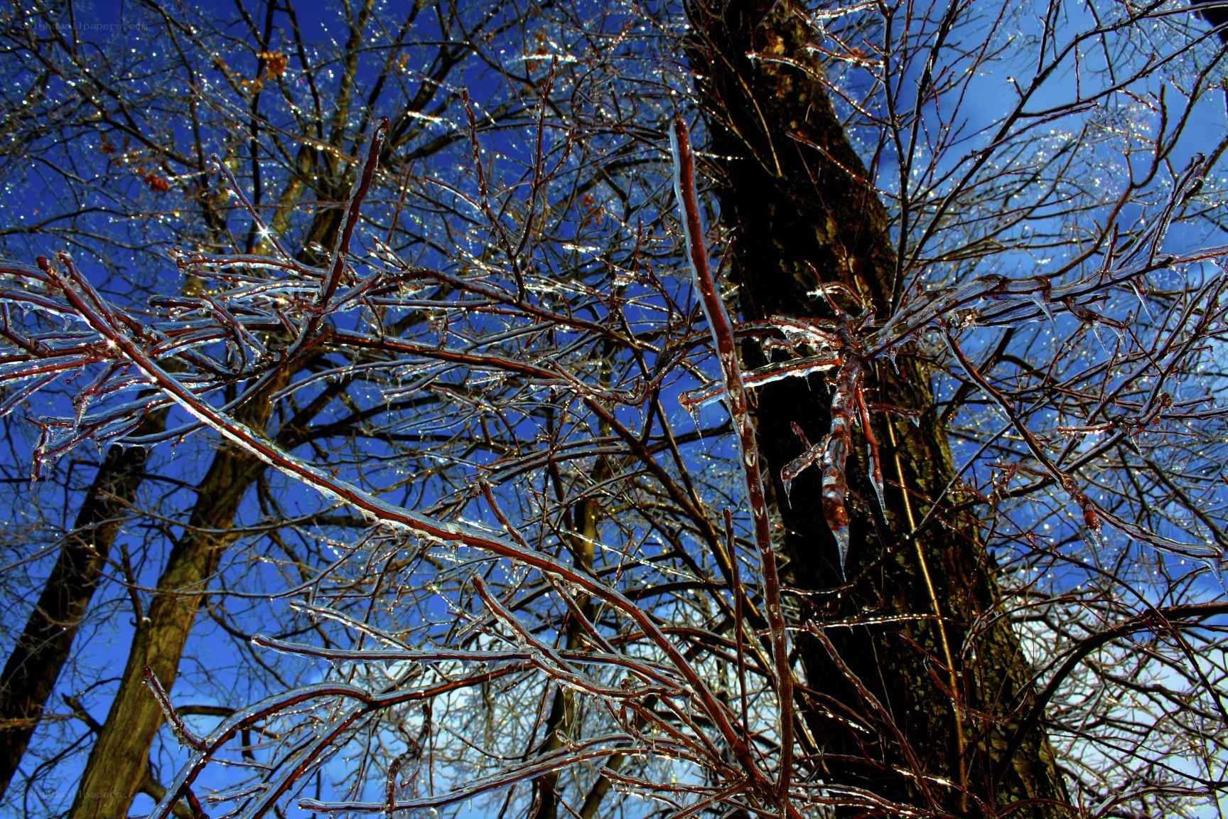 Icy branches against blue sky