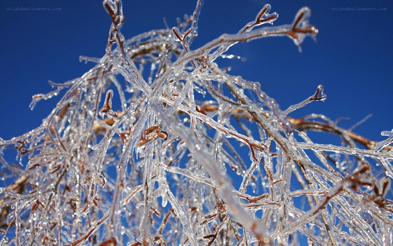 Icy branches against blue sky