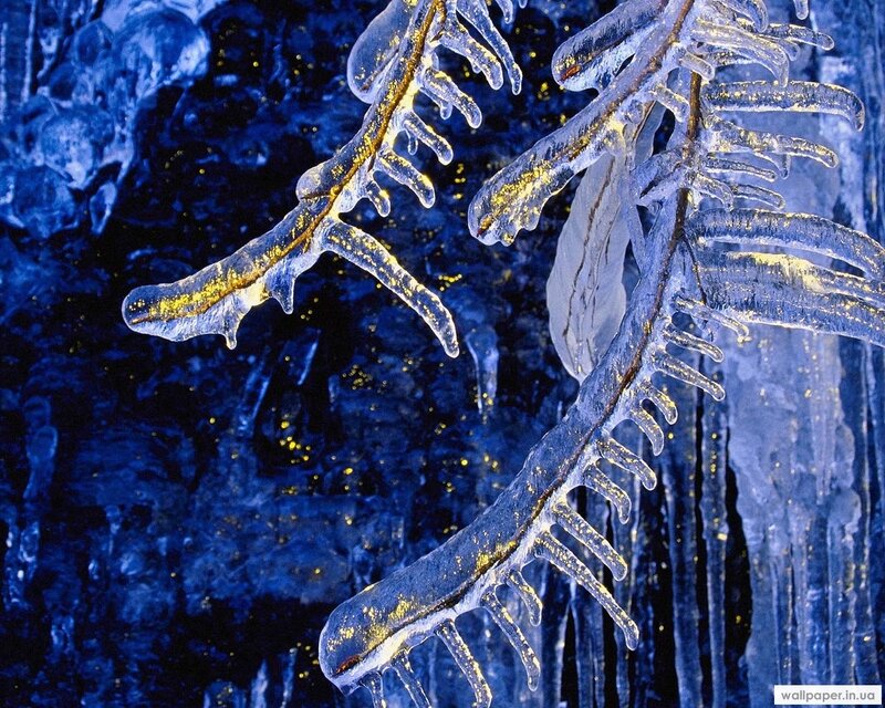 Icy branches in a cave