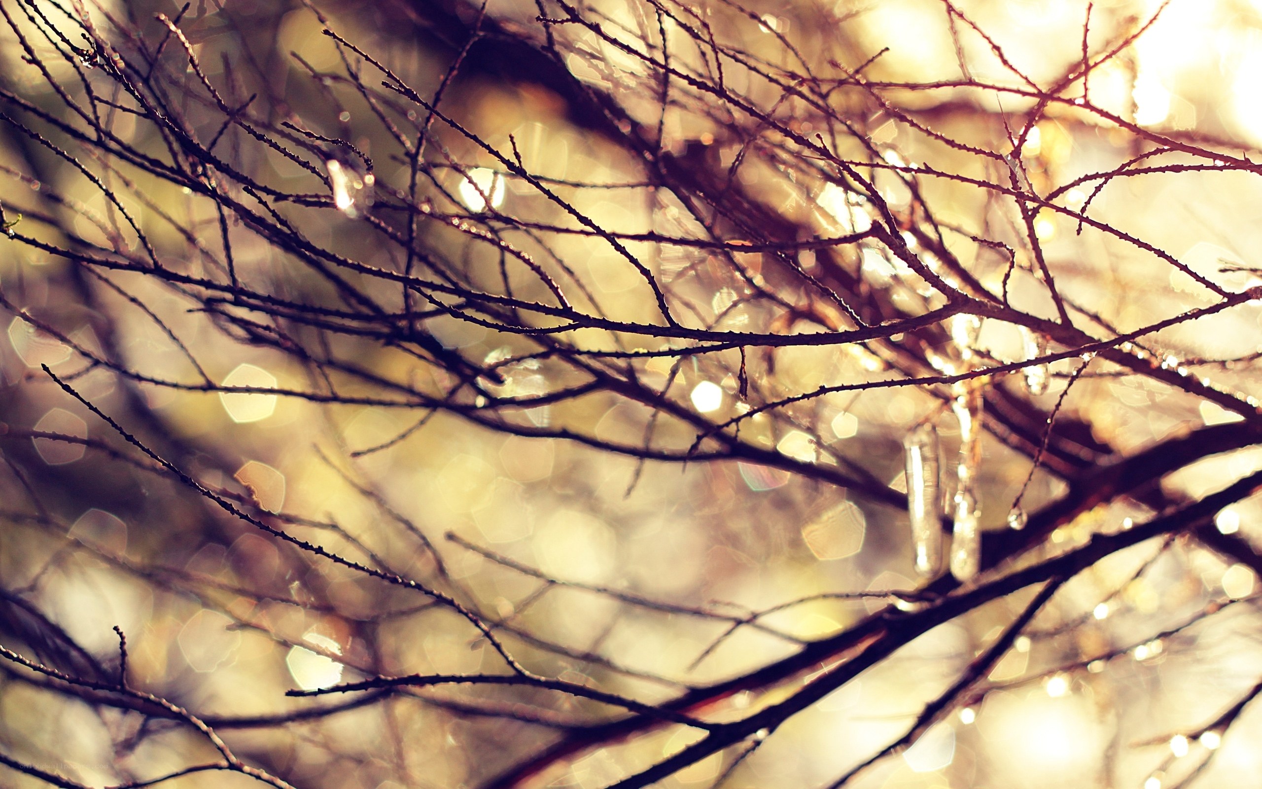 Icy branches in golden light