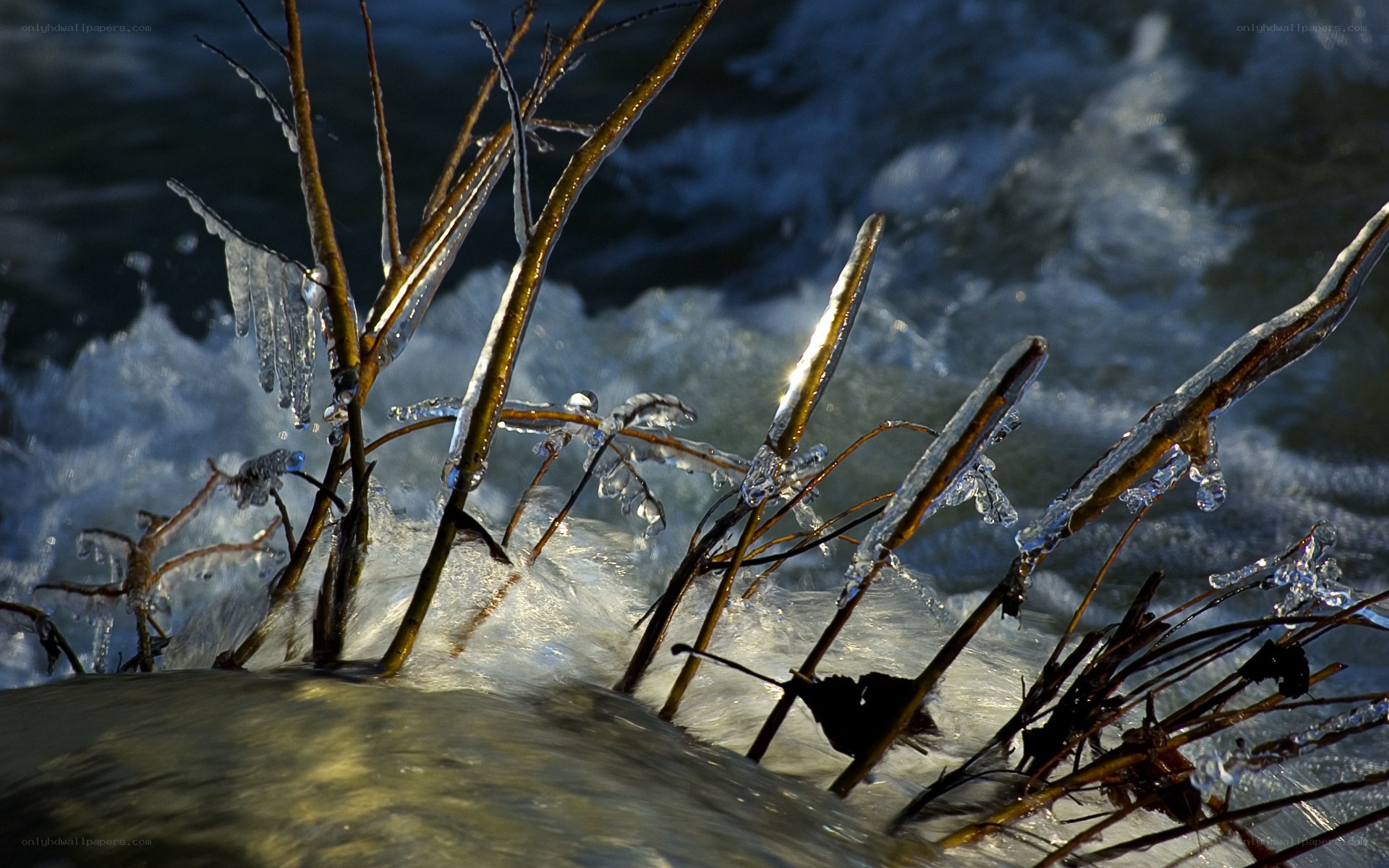 Icy branches in rushing water
