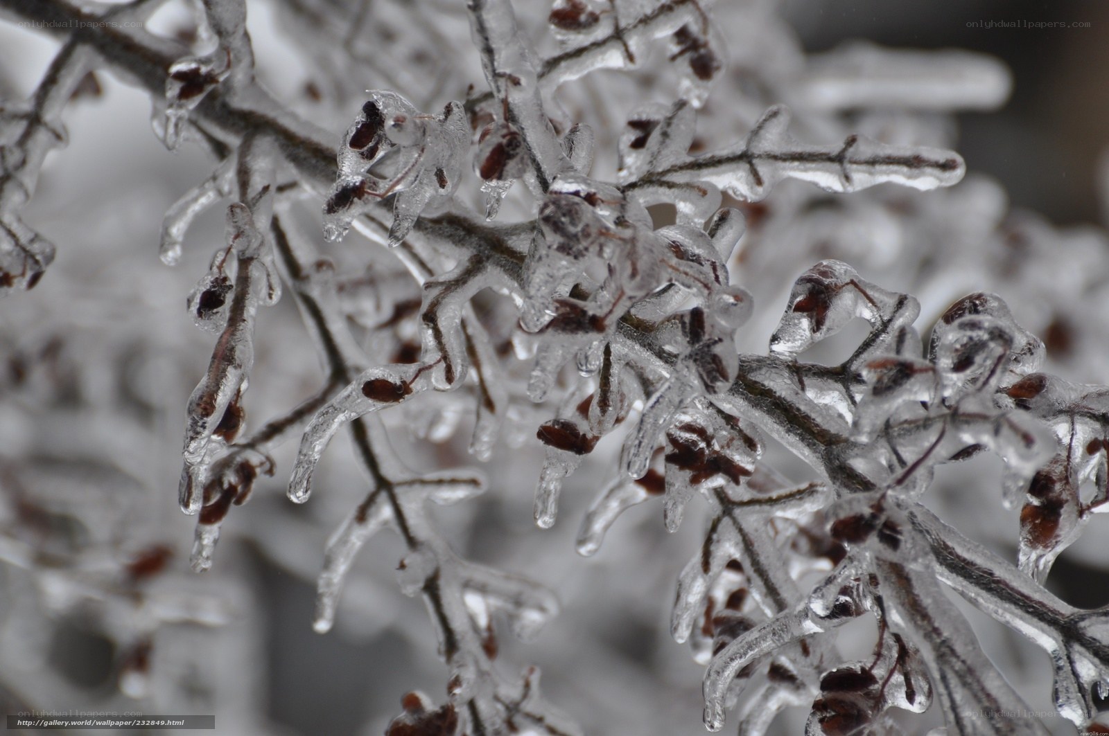 Icy branches in winter