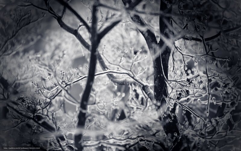 Icy branches in winter