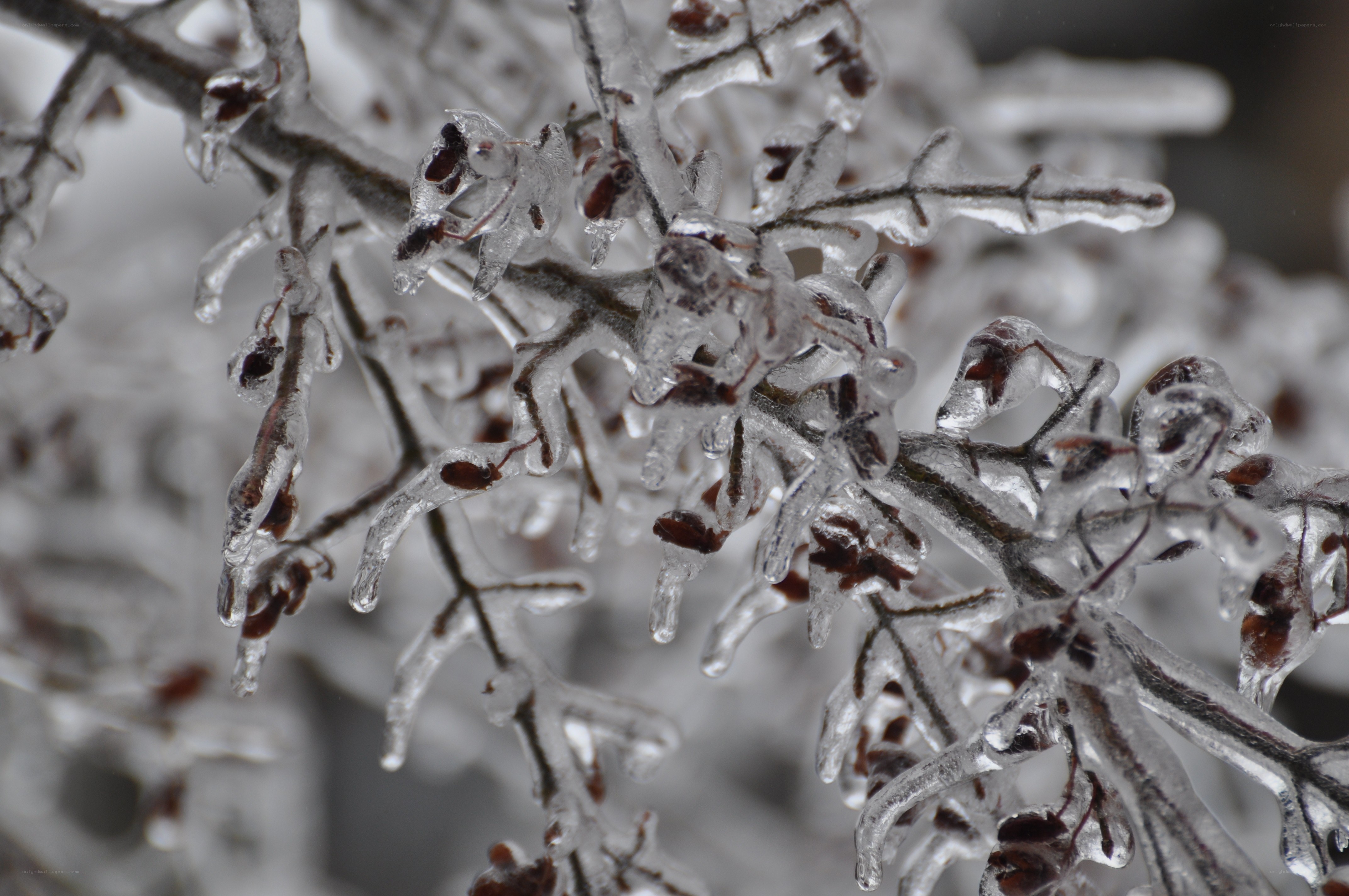 Icy branches in winter