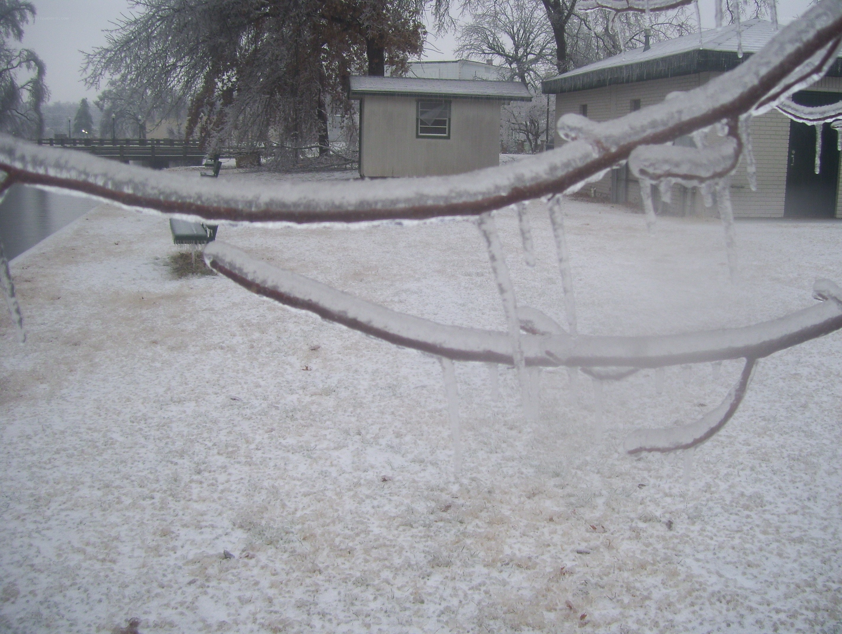 Icy branches in winter