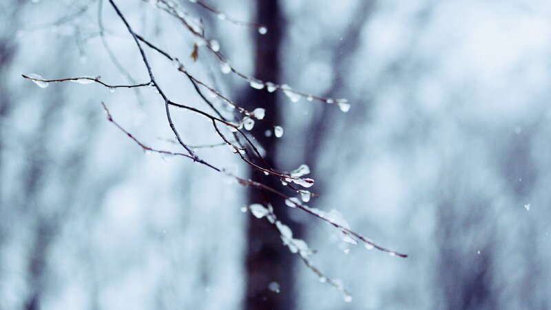 Icy branches in winter