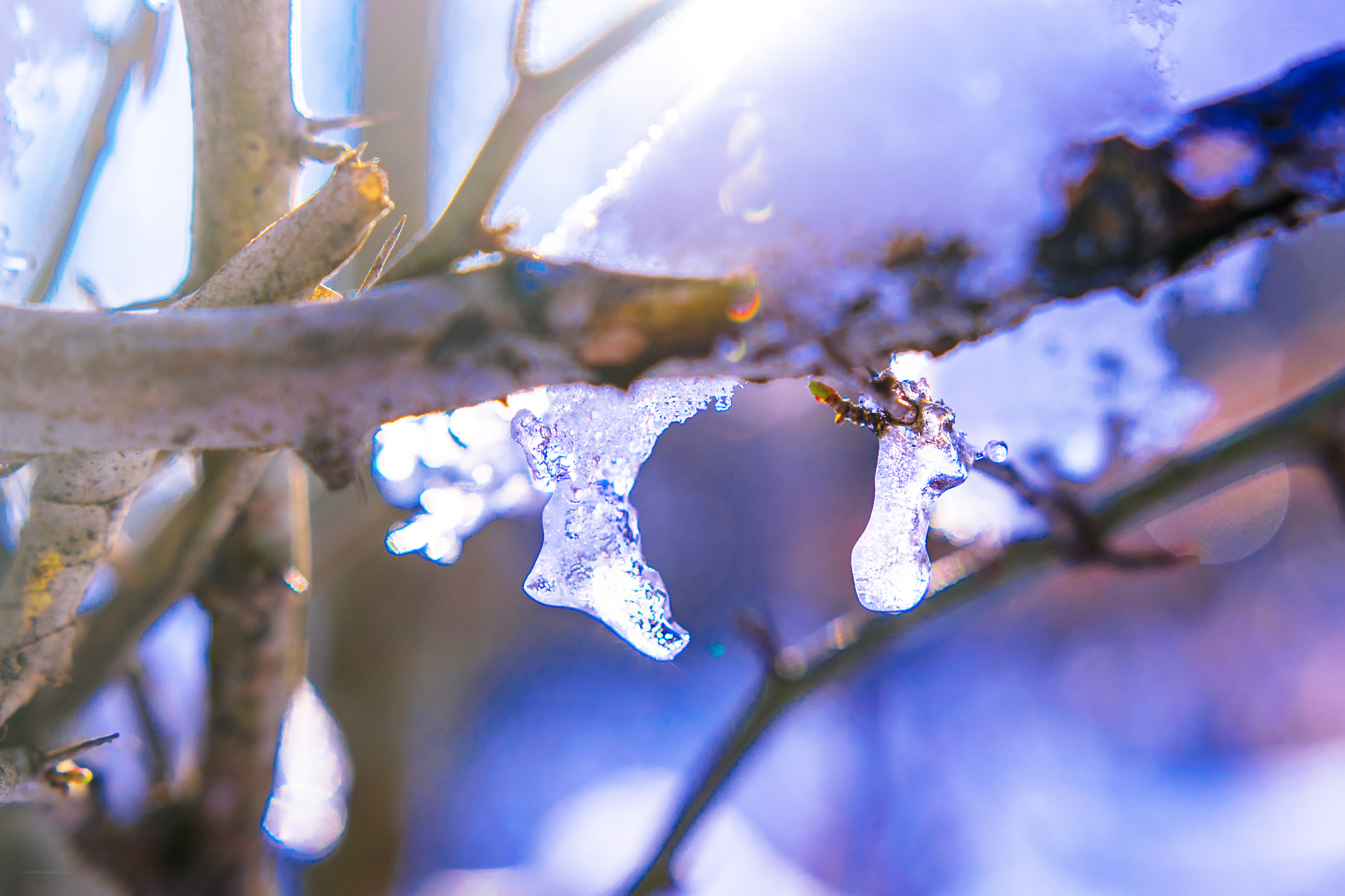 Icy branches in winter light