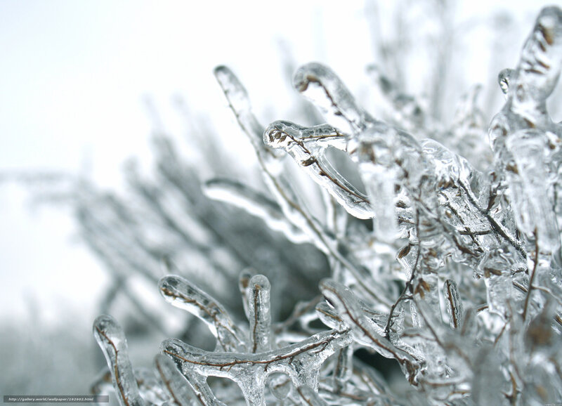 Icy branches in winter