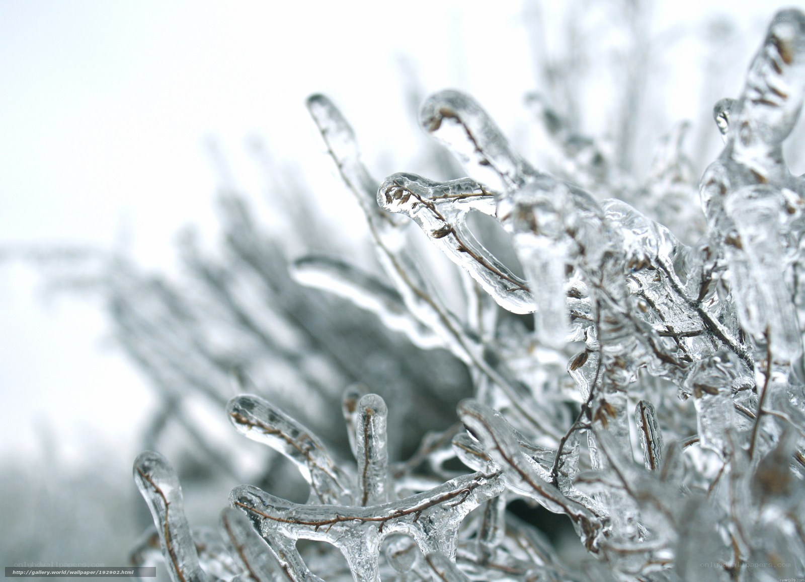 Icy branches in winter