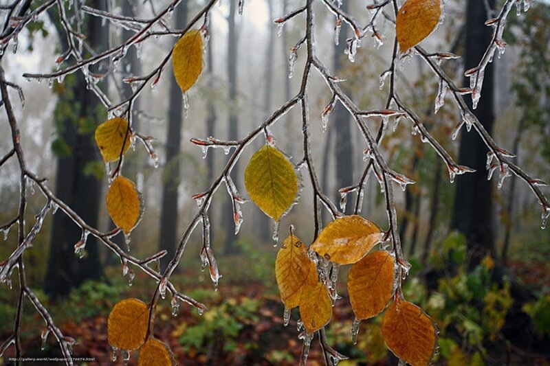 Icy branches with autumn leaves