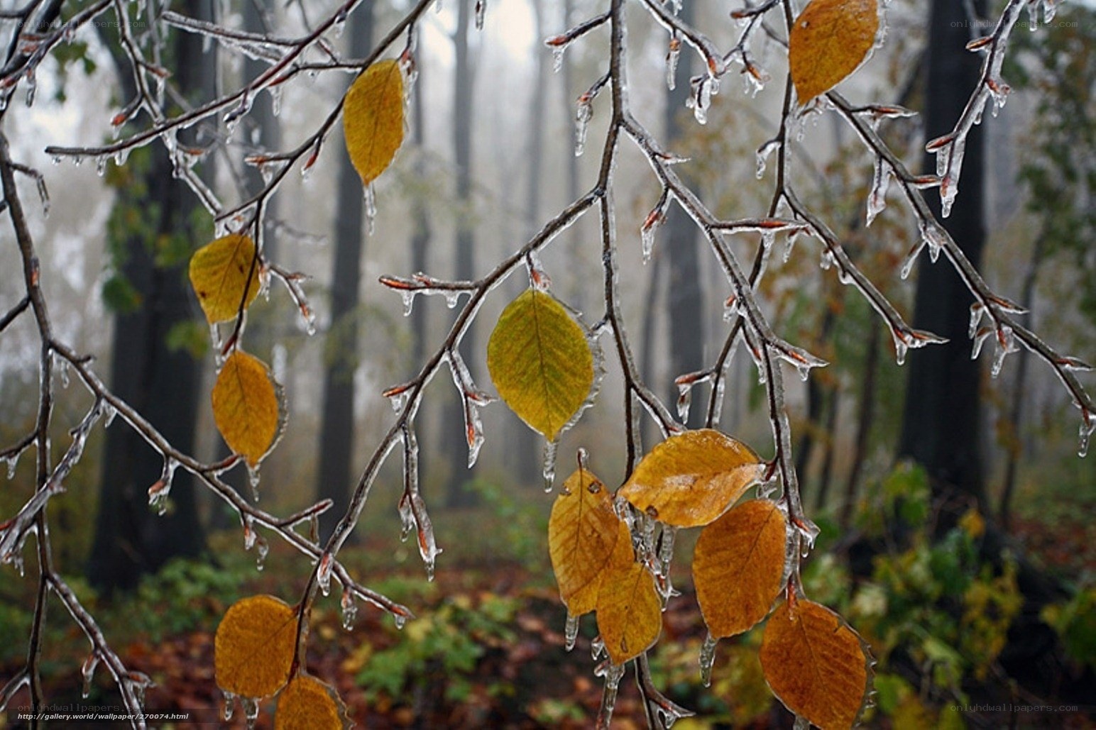 Icy branches with autumn leaves