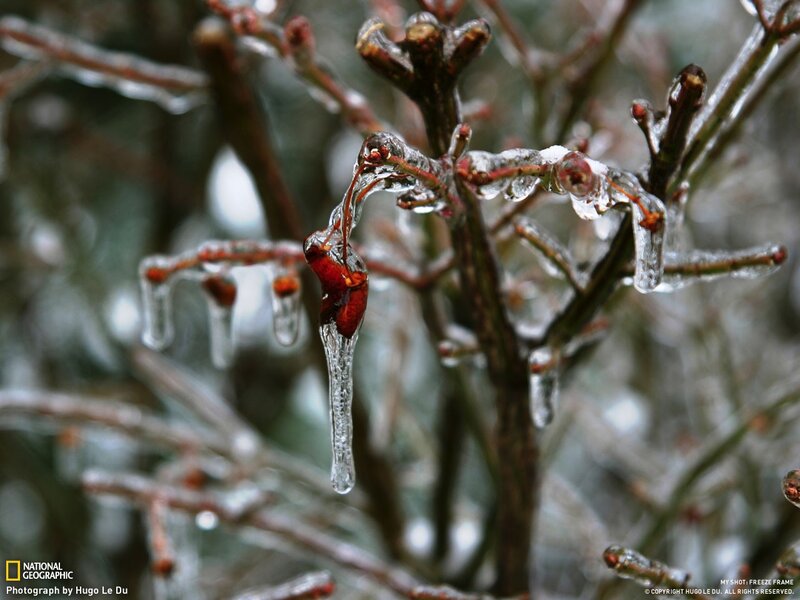 Icy branches with icicles