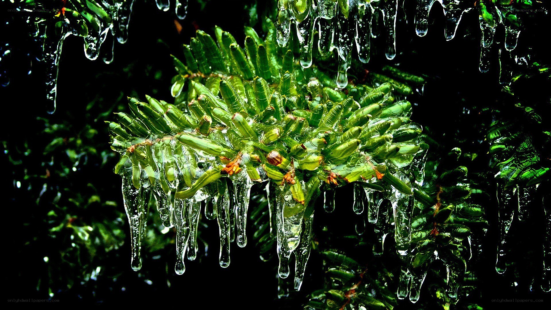 Icy evergreen branch