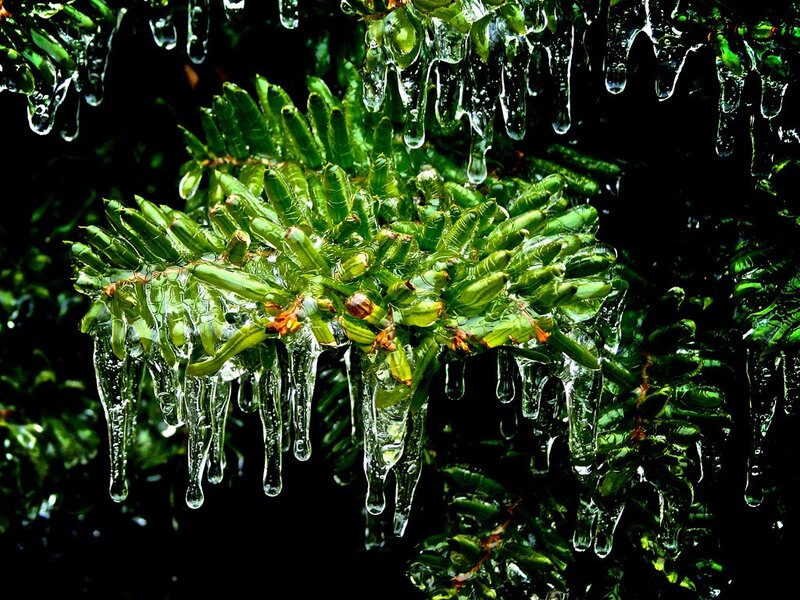 Icy evergreen branch