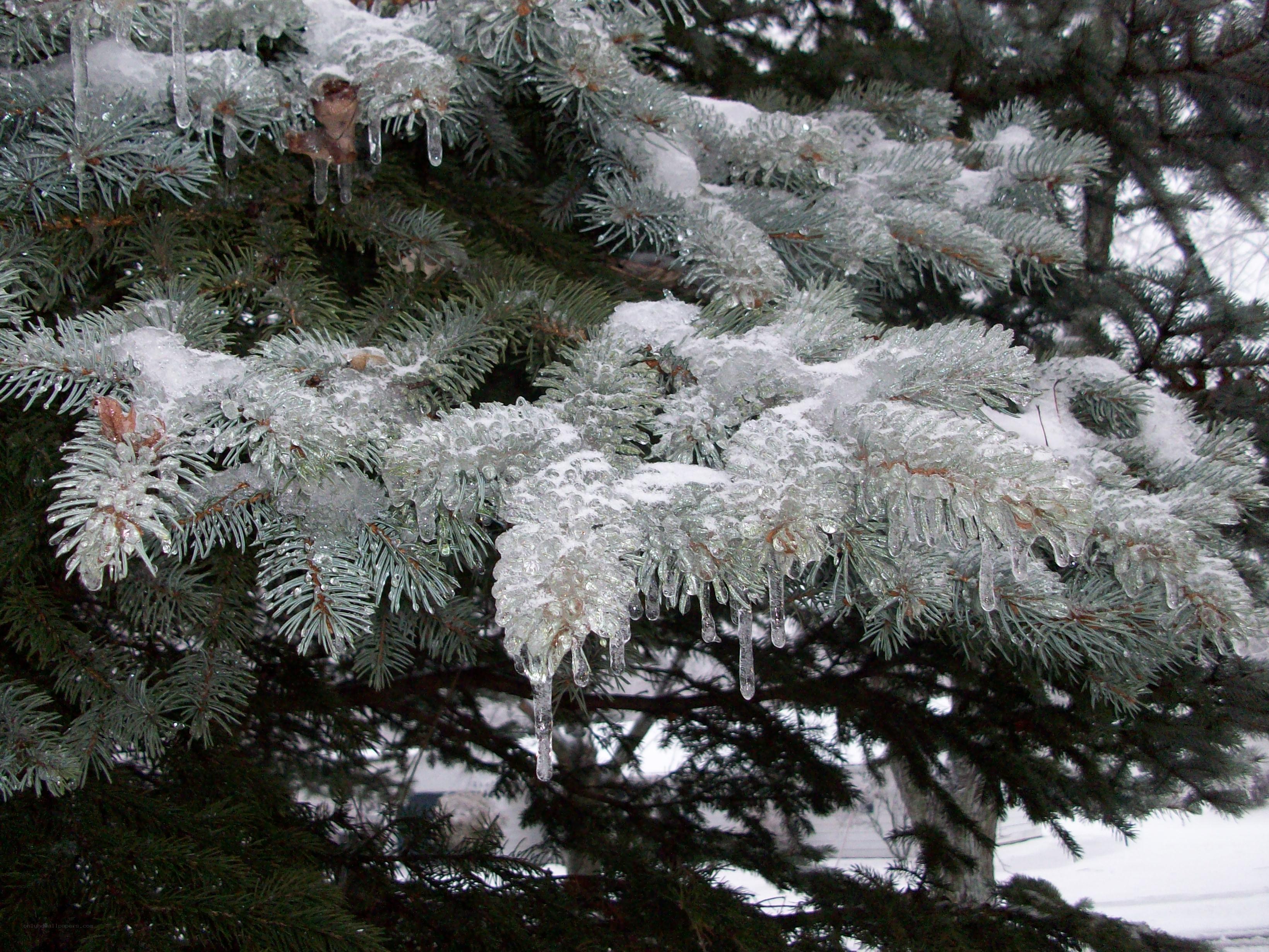 Icy evergreen branches
