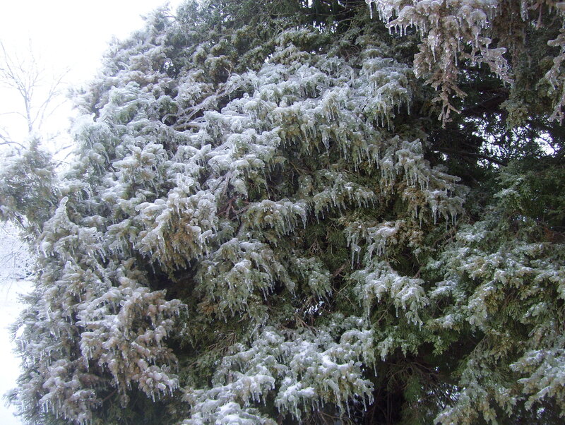 Icy evergreen tree