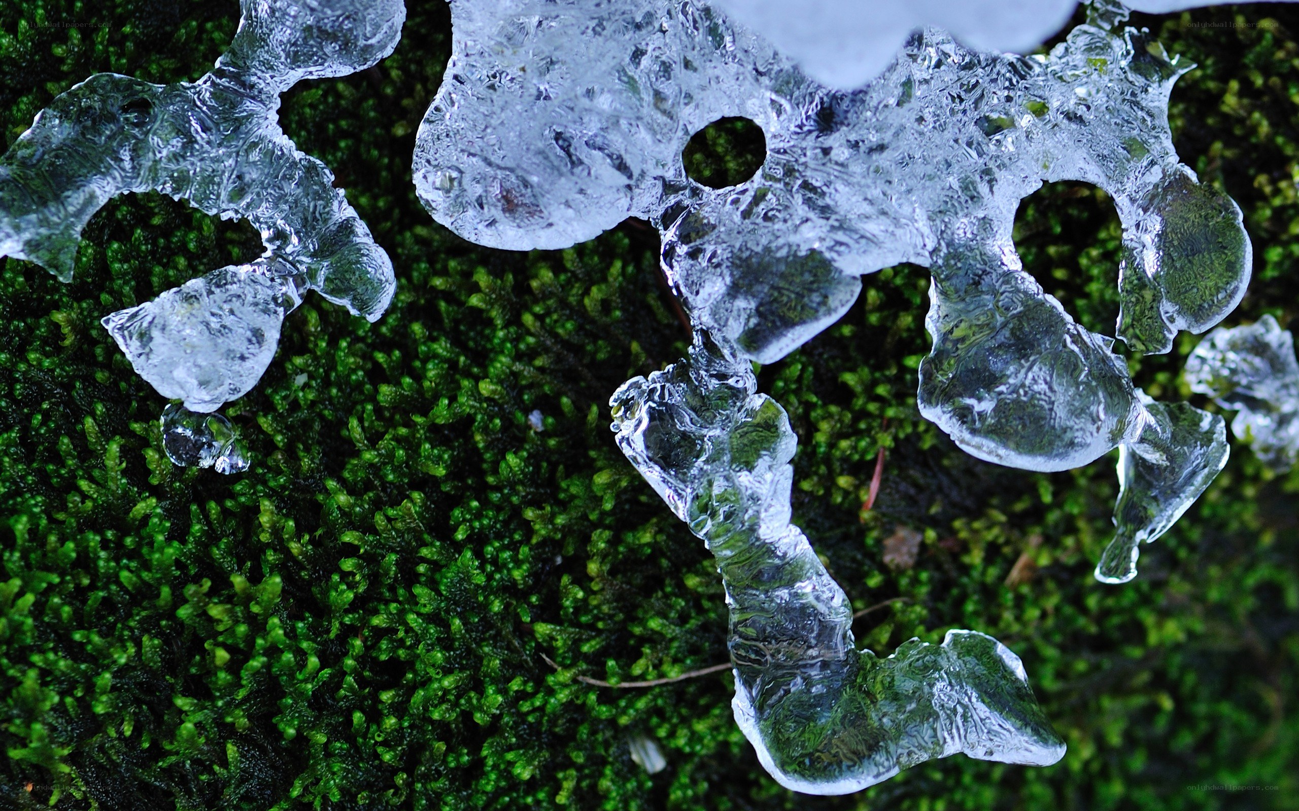 Icy formations on green moss