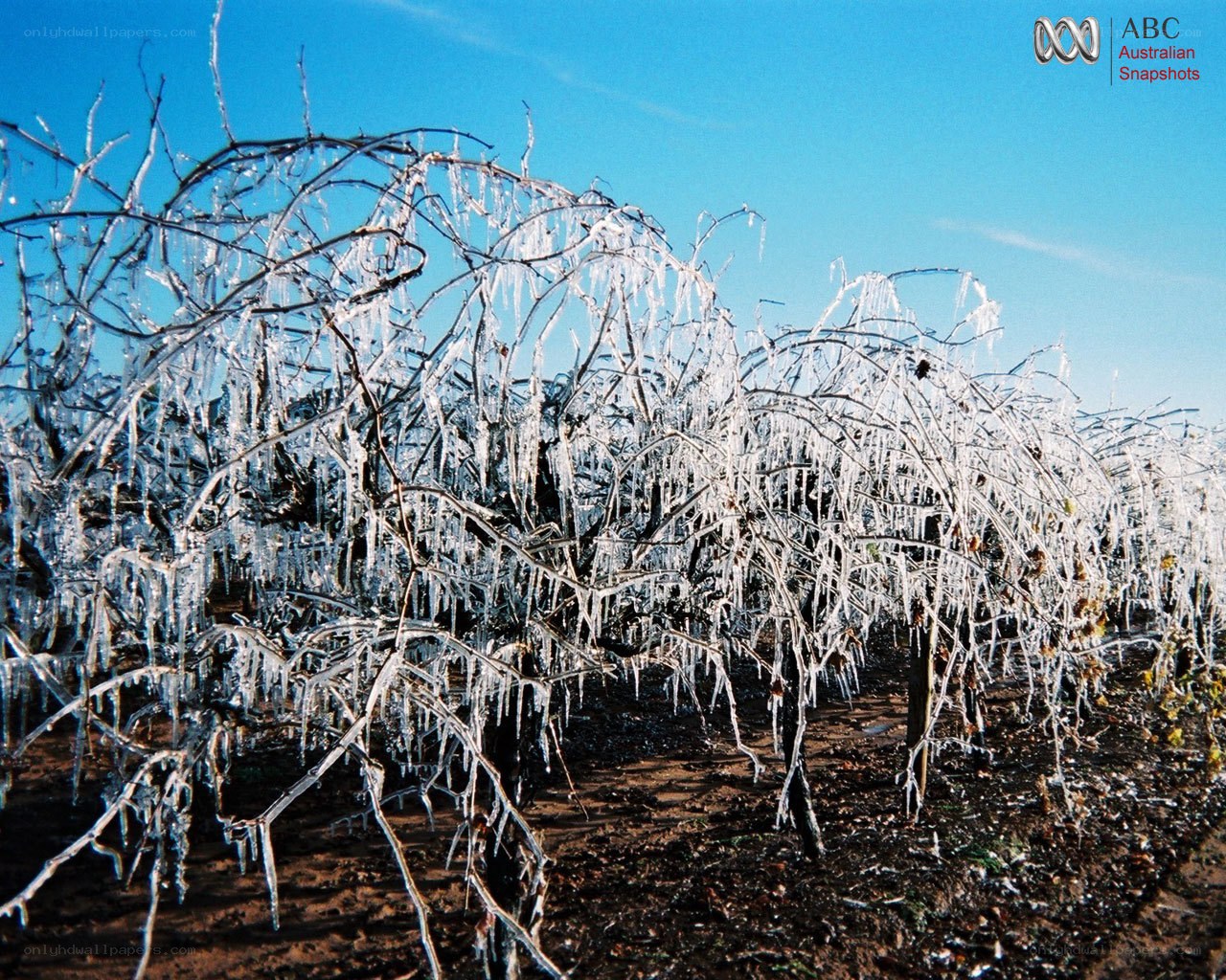 Icy grapevines under blue sky