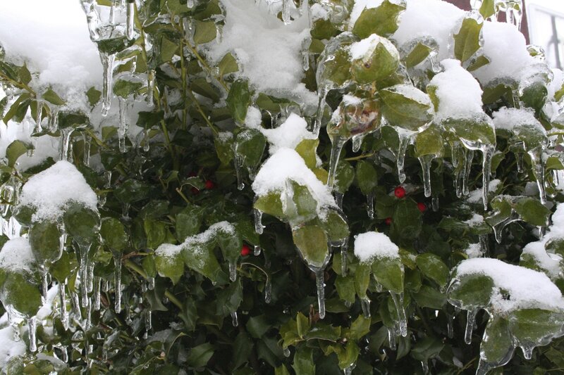 Icy holly bush with snow
