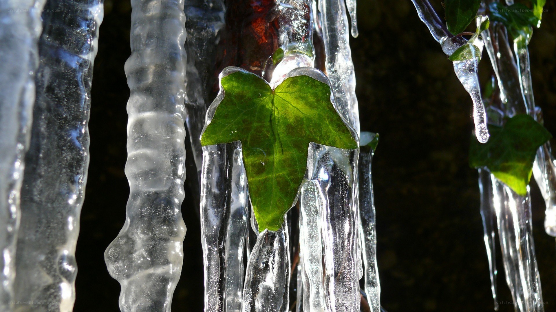 Icy leaf in winter