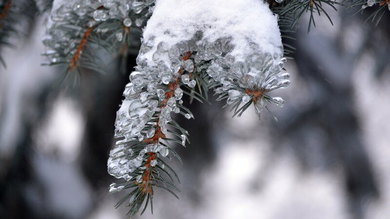Icy pine branch in winter