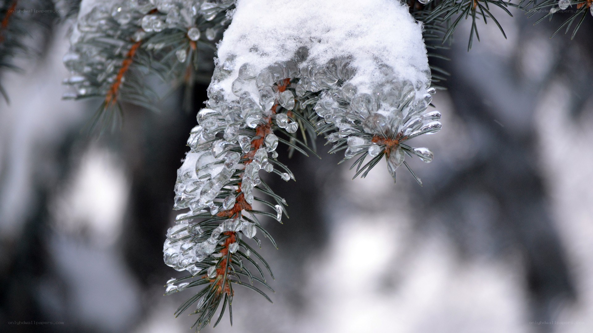 Icy pine branch in winter