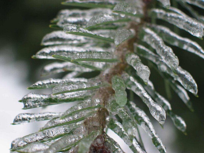 Icy pine branch